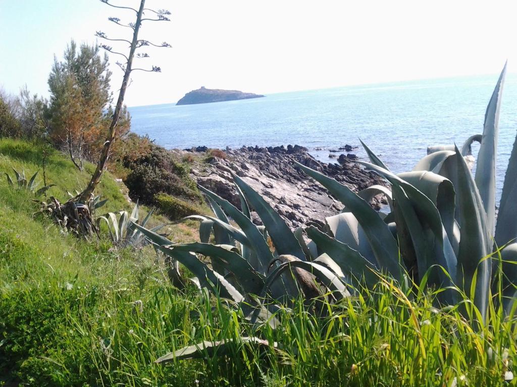 Hotel La Carruba Cetraro Dış mekan fotoğraf